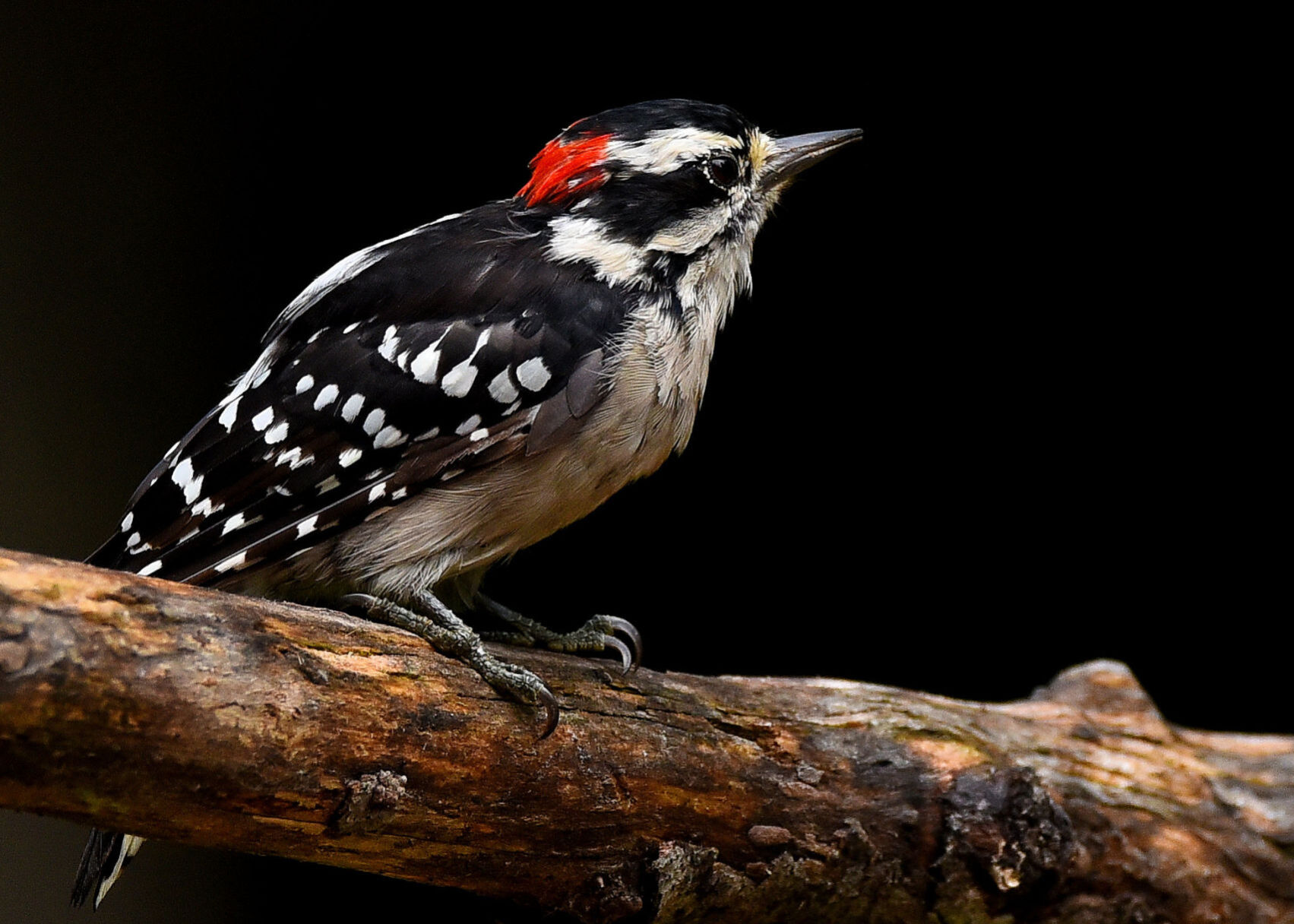 Woodpecker